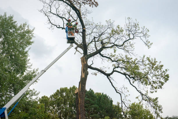 Best Tree Health Inspection  in Maplewood, MO